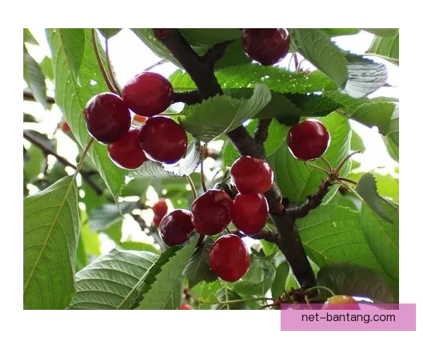 樱桃之恋：从指尖到心间，一场舌尖上的温柔邂逅